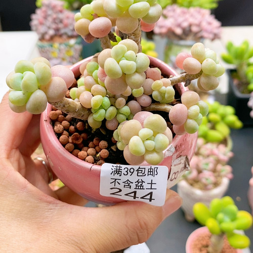 244洛可可9cm