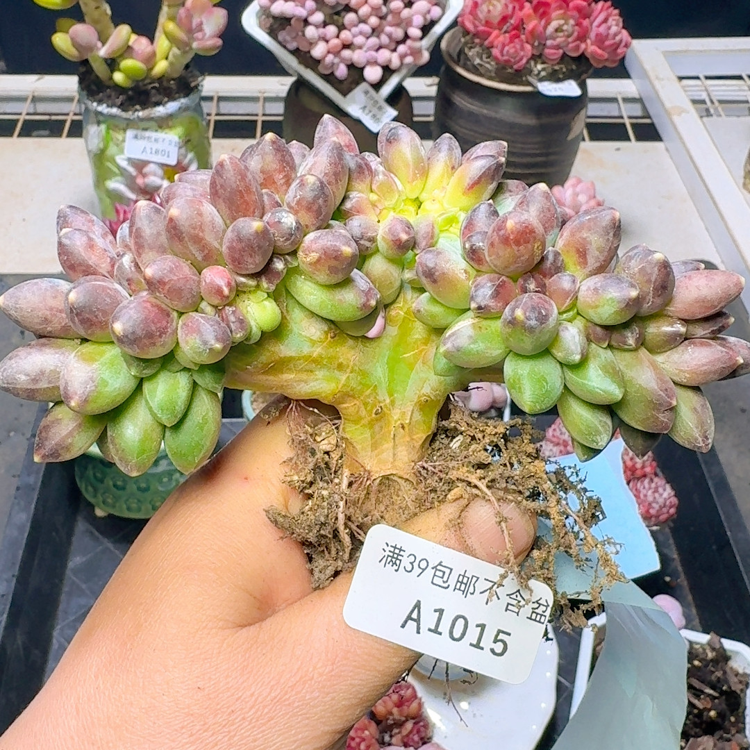 015 香蕉树半价9 厘米,鲜花速递/花卉仿真/绿植园艺,多肉植物,淘宝优惠券,粉丝福利购,淘宝优惠卷