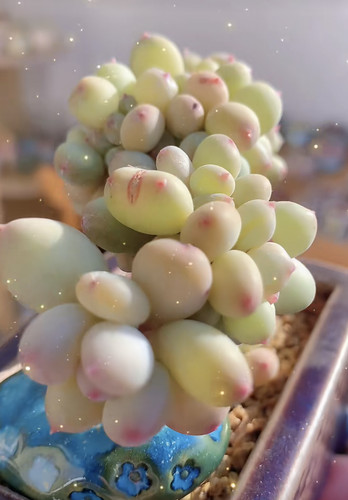 苹果奶酪缀化7 厘米
