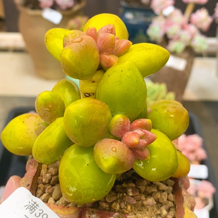 芒果奶8厘米 875