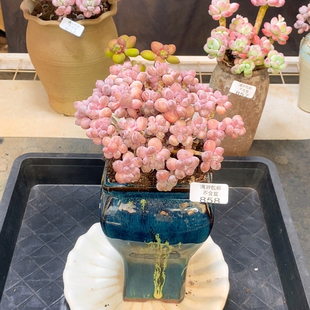 丸叶星黛露17厘米 858