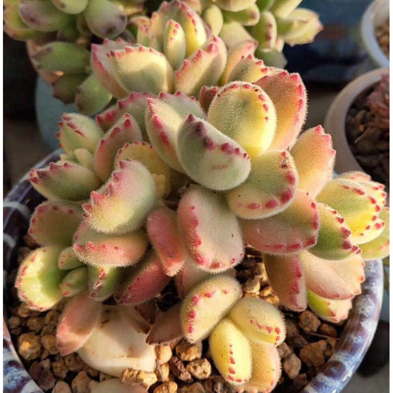 爪子胖胖好可爱白熊多肉植物