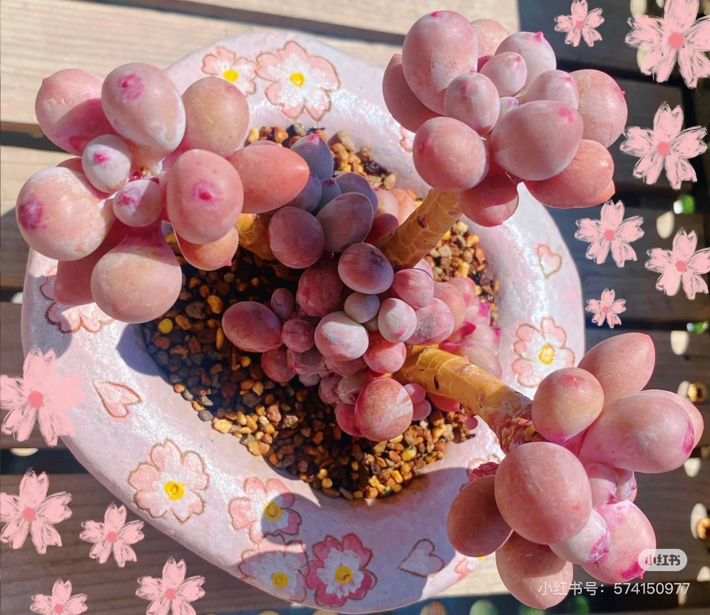 桃花奶仙子奶酪群生多肉植物绿植花卉盆栽,鲜花速递/花卉仿真/绿植园艺,多肉植物,淘宝优惠券,粉丝福利购,淘宝优惠卷