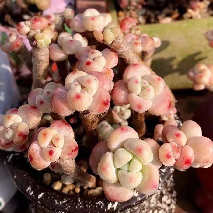 丸叶罗琦老桩带香味多头多肉植物盆栽新手好养肉肉植物花卉盆栽