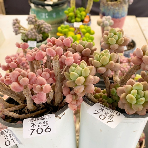 706，707韩版鱼子酱10cm（带土球）