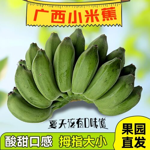 正宗广西小米蕉现摘自然熟小米蕉