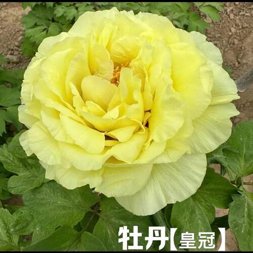 牡丹皇冠黄色大花春季