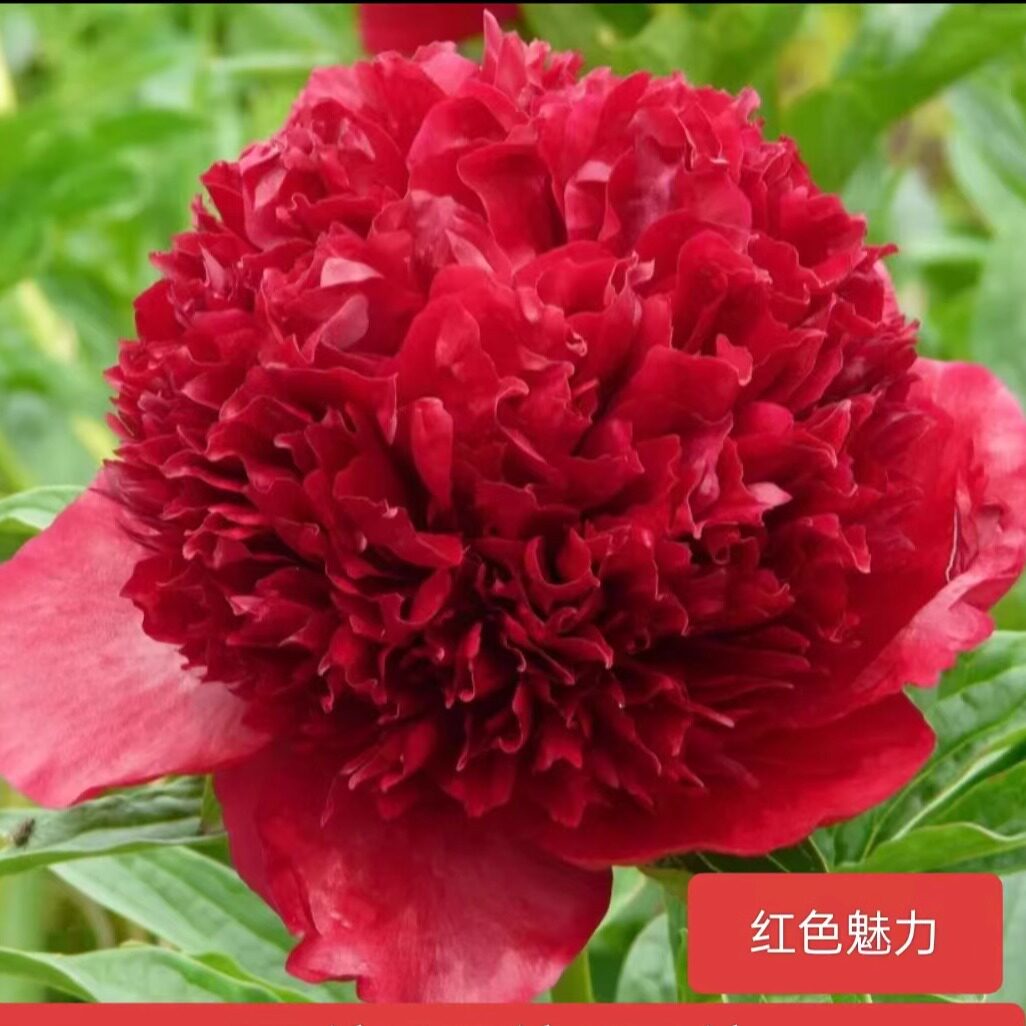 进口芍药（红色魅力）菏泽基地直发对版耐寒花卉先发花肥秋天发苗