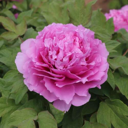 牡丹鲁荷红粉红色菏泽基地直发