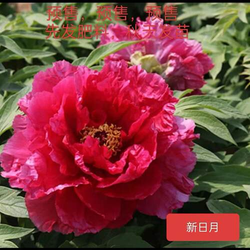 牡丹国旗红新日月春季