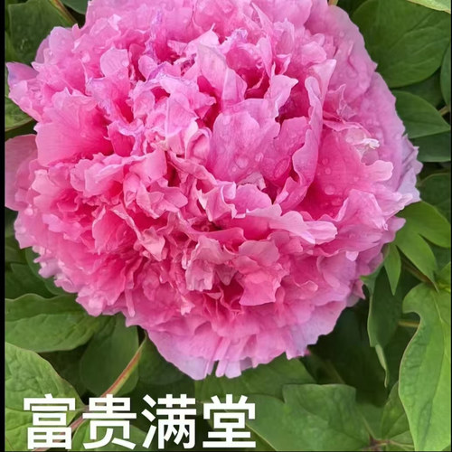 牡丹富贵满堂粉红色菏泽基地直发包对版耐寒花卉先发花肥秋天发苗