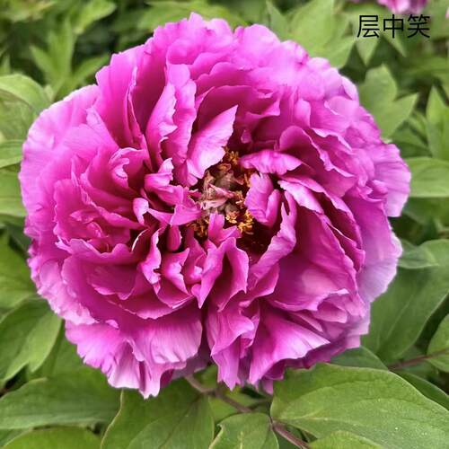 牡丹层中笑粉紫色菏泽基地直发