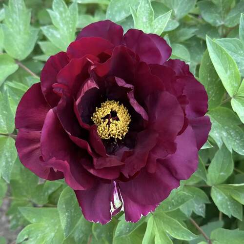 牡丹赛墨莲黑红色菏泽基地直发