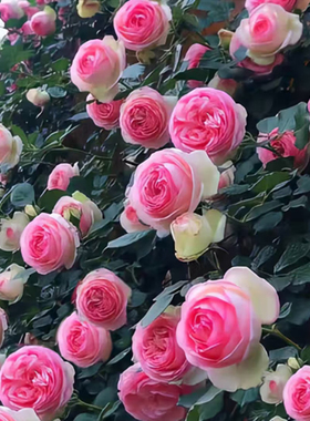 云南爬藤玫瑰花苗勤花丰花大红粉龙地栽盆栽花卉植物藤本月季蔷薇