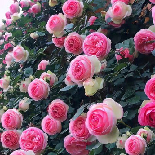 浓香大花蔷薇花苗庭院阳台种植