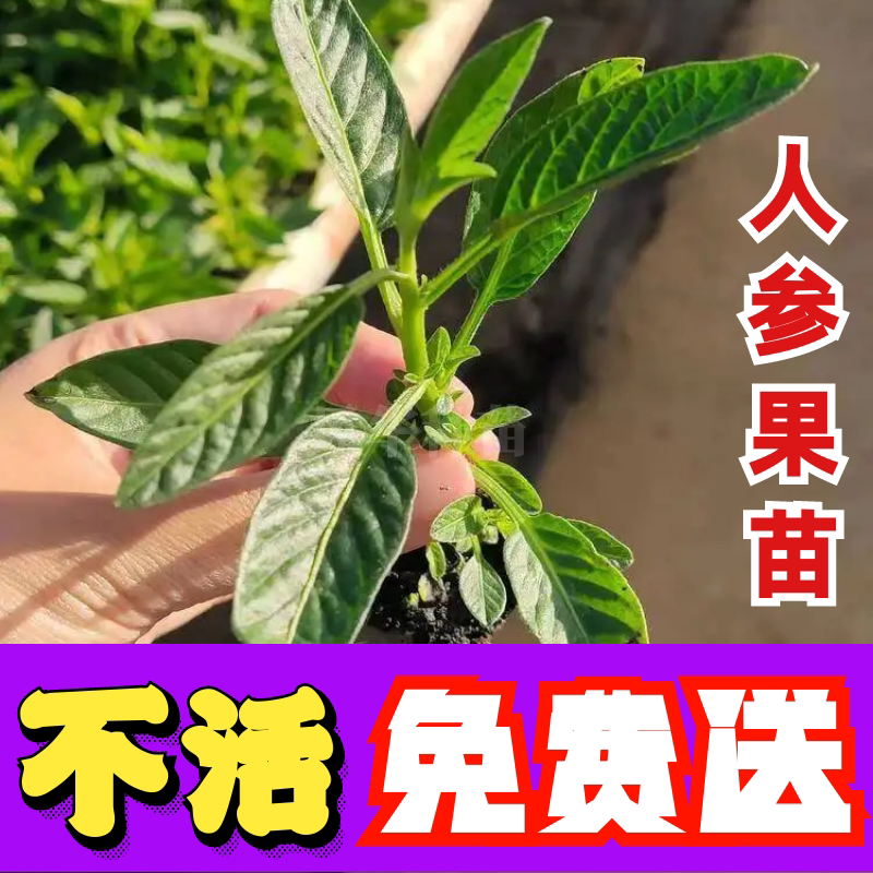 人参果秧苗耐寒耐热盆栽地栽大圆人参果苗家庭阳台庭院菜园种植