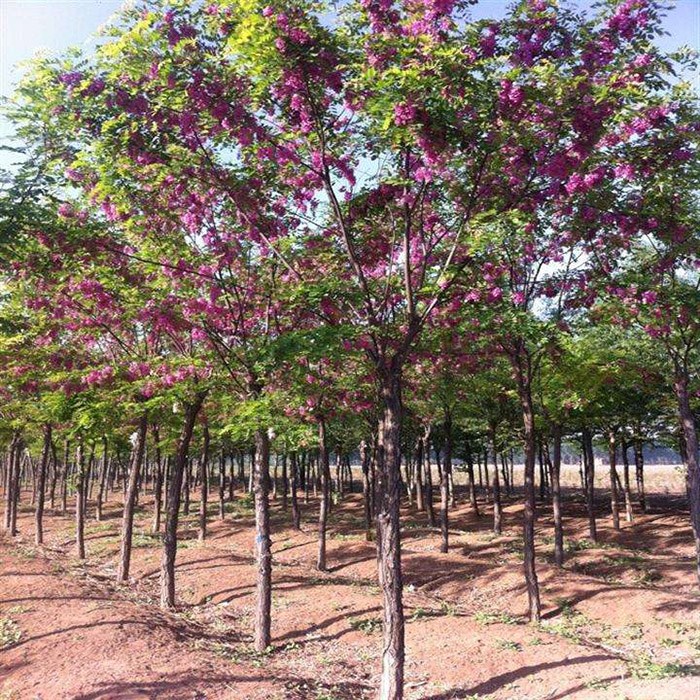 香花槐树苗富贵树槐花苗红花槐树苗庭院绿化花卉花园植物洋槐树苗