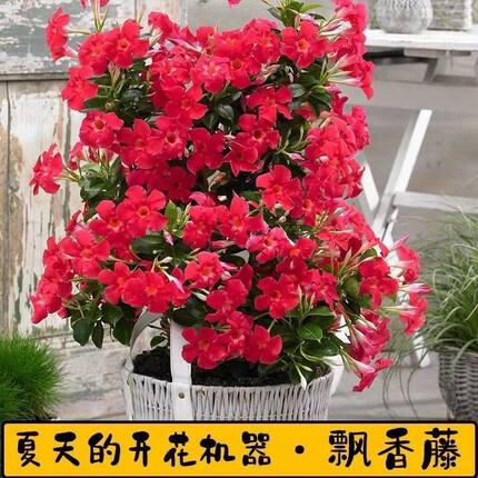 带花苞飘香藤庭院爬藤植物浓香型花卉室内阳