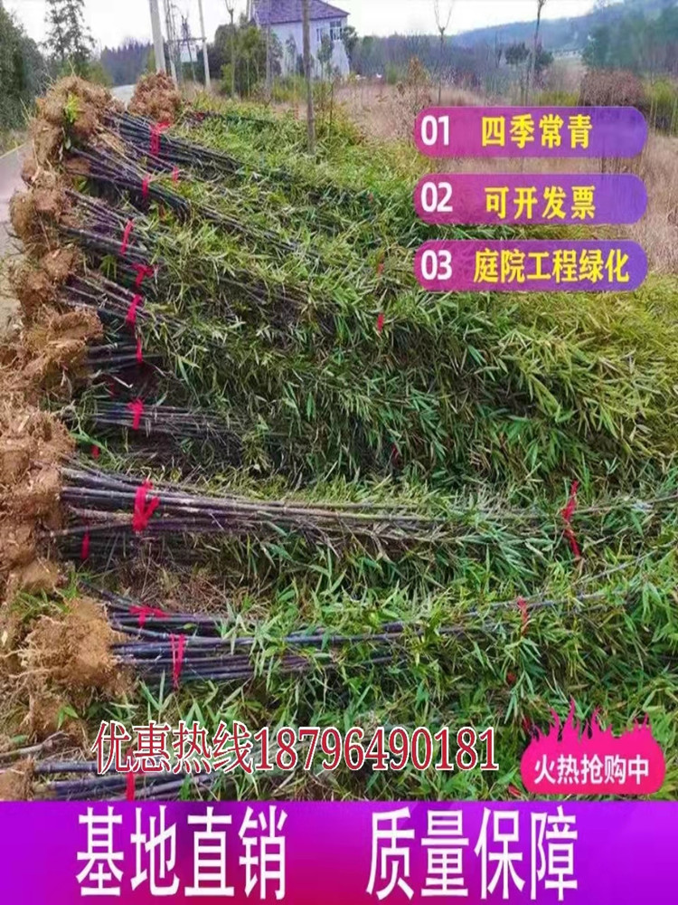 竹子苗庭院绿化盆栽青竹金镶玉紫竹黄金竹罗汉竹耐寒四季常青竹苗