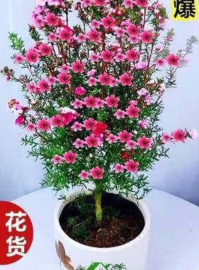 澳洲进口盆栽松红梅一树多色带花苞阳台室内庭院地栽