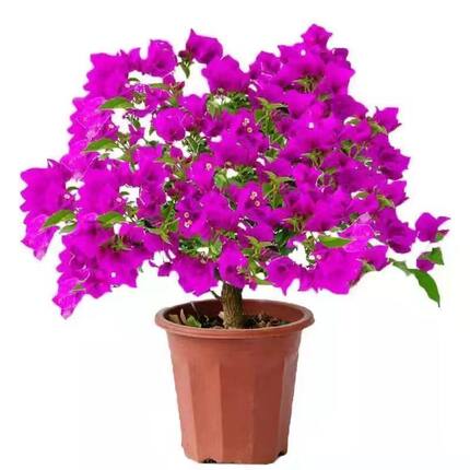 三角梅盆栽重瓣花卉爬藤植物带花室内阳台耐寒精品多色苗