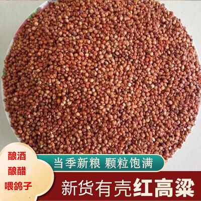 高粱带壳新娘酿酒专用红高粱鸽粮去壳带皮红高粱酿酒喂鸽子鸟饲料