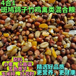 斑鸠粮食4合1鸽粮饲料玉米赛鸽信鸽营养幼鸽观赏鸽肉鸽鸽子鸟食