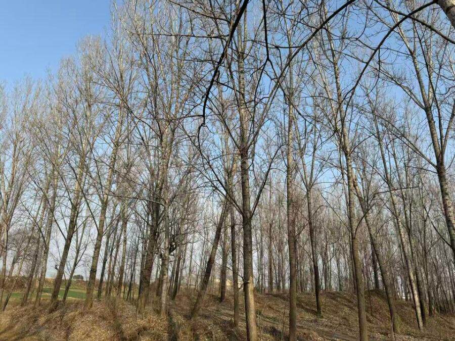 河南省宝丰县李庄乡尚王村西的杨树