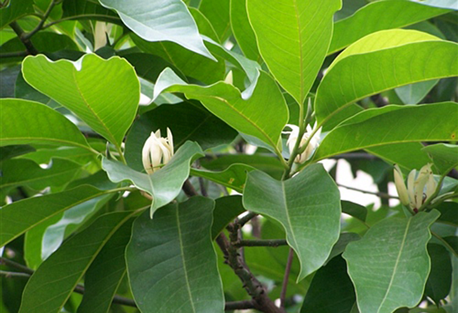 白玉兰叶精油 芳疗级 念净芳疗