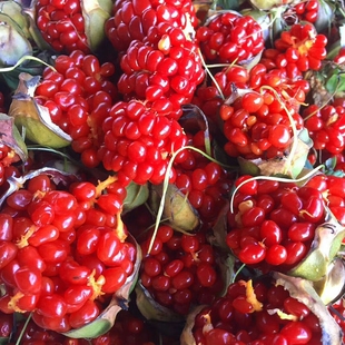 云南药材重楼种子苗籽 七叶一枝花种苗 滇重楼 独角莲种籽苗子