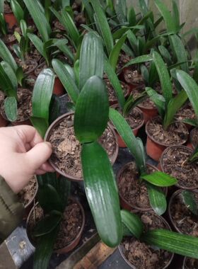 长春精品君子兰油匠蜡膜花脸元宝和尚阳台绿色盆栽绿植花卉净化空