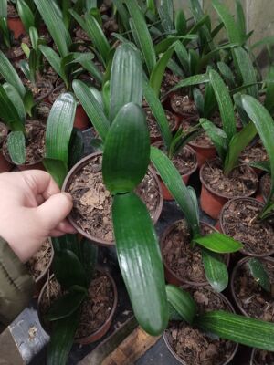 绿色油匠蜡膜花脸元宝阳台君子兰