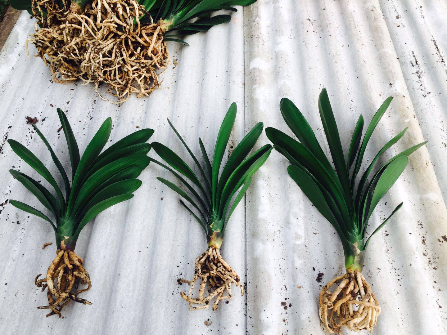 包邮长春立板技师油匠大桥君子兰室内净化空气绿植吸甲醛盆栽花卉