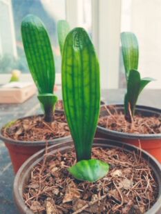 长春精品君子兰精品花脸蜡膜阳台绿色植物盆栽绿植防辐射吸甲醛