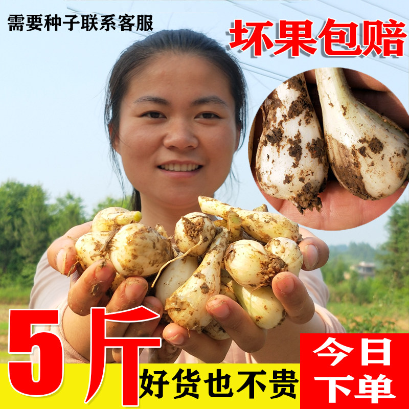 荞头现挖农家自种新鲜蒜白泡菜
