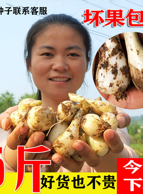 荞头现挖农家自种新鲜蒜白泡菜