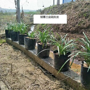 原生种兰花矮惠兰春兰苗室内盆栽绿植园艺花卉庭院阳台开花香易养