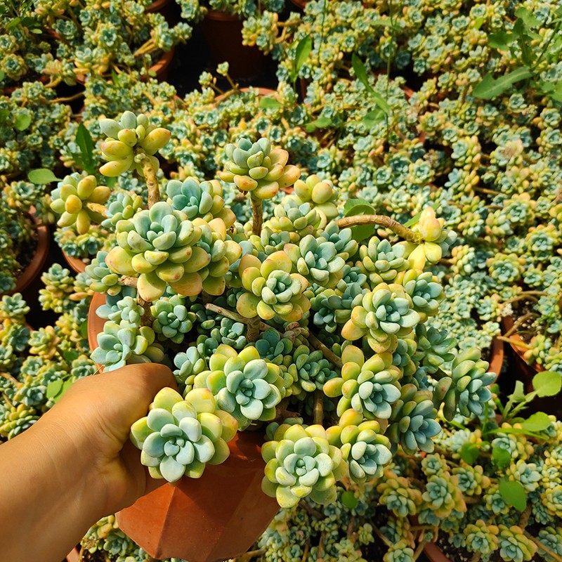 劳尔凝脂莲精品多肉植物露养的盆栽阳台花园楼顶别墅软装家庭园艺