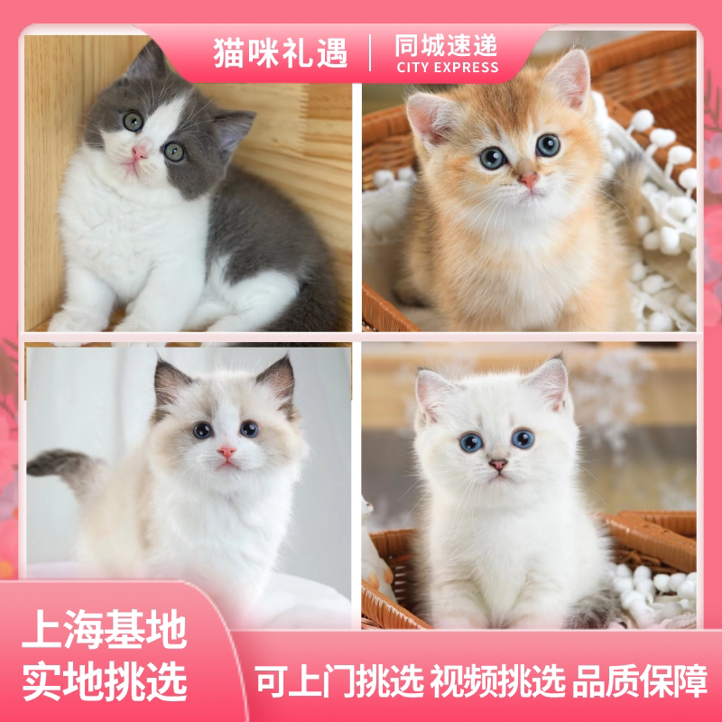 上海猫舍纯种金渐层12色短毛可爱