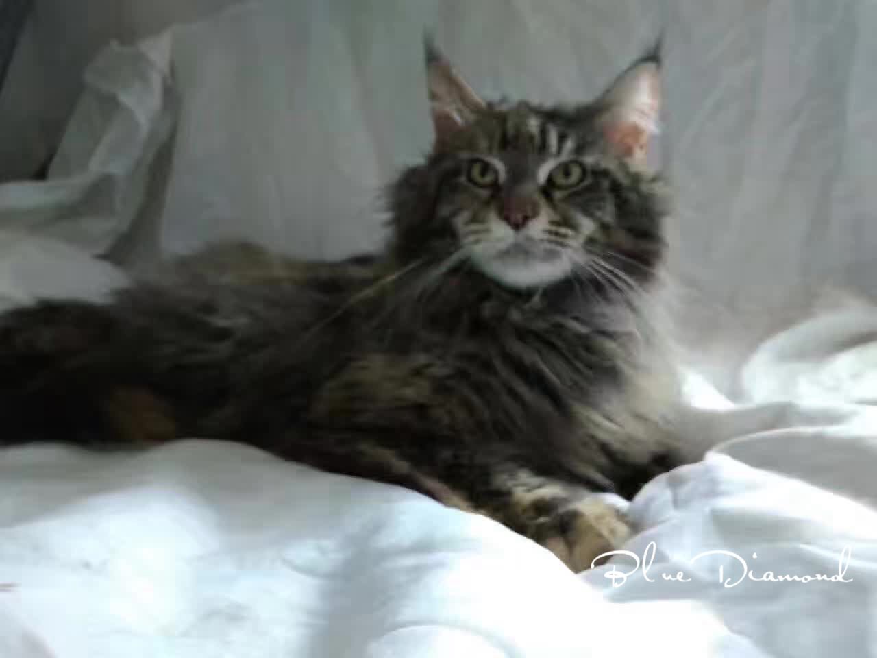 缅因猫活体宠物猫银虎色缅因猫缅因库恩猫