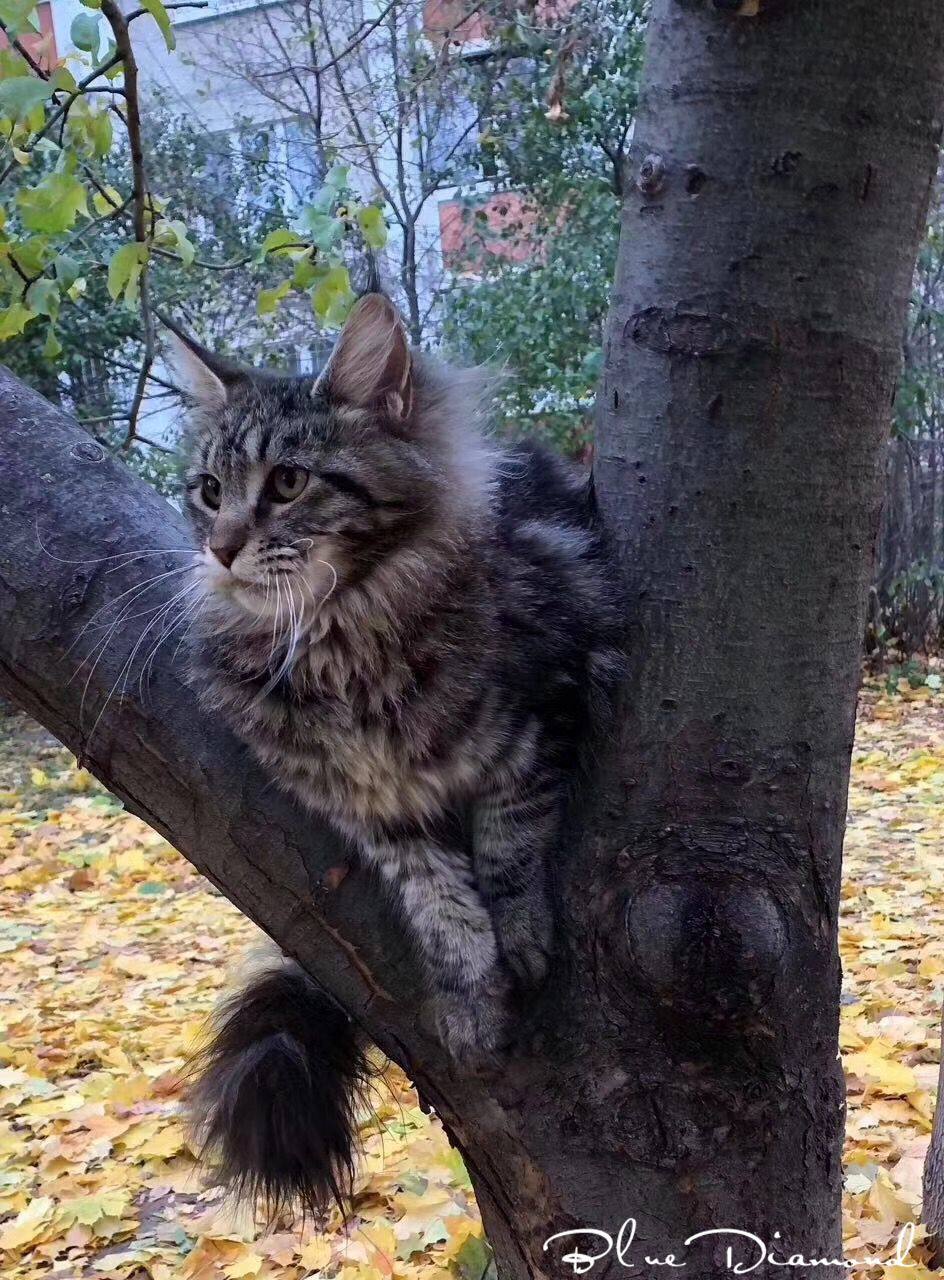 缅因库恩猫活体宠物猫银虎斑缅因猫在类目 宠物/宠物食品及用品, 猫咪中 - 来自Buy2taobao.com提供专业的淘宝代购服务