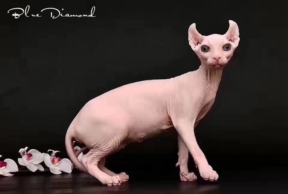 加拿大无毛猫活体宠物猫斯芬克斯精灵耳白皮无毛猫