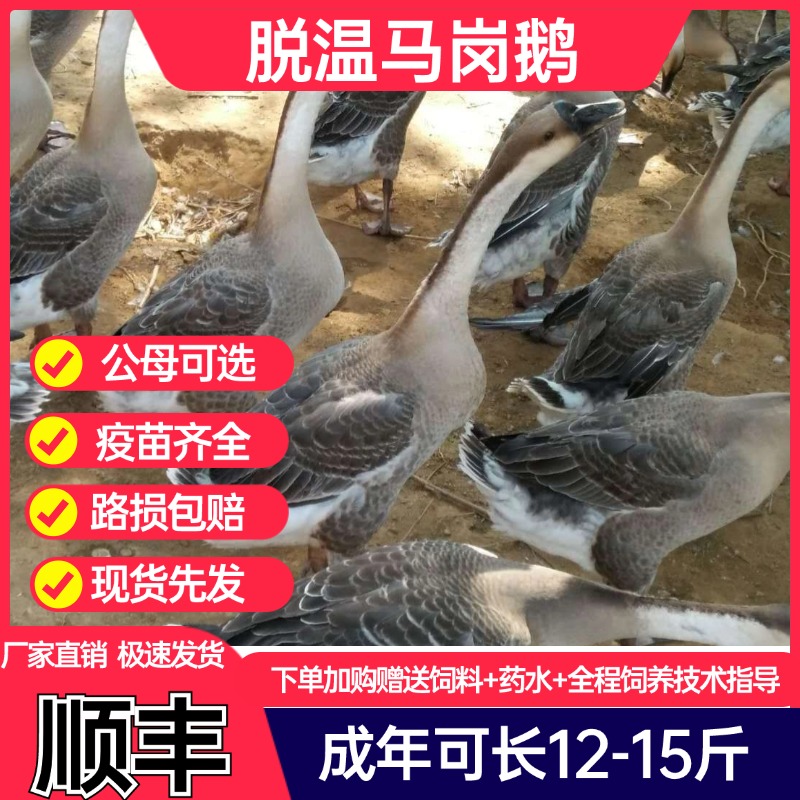 【顺丰】正宗马岗鹅活苗纯种黑棕鹅半大脱温阳江鹅小鹅出壳二两鹅
