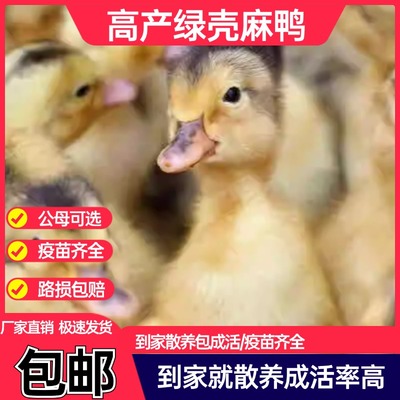 (30只）大种麻鸭活苗高产蛋鸭苗活体小鸭子快大品种疫苗齐全包邮