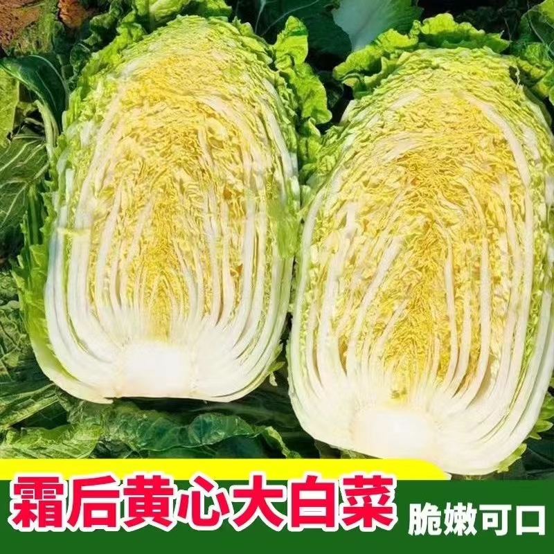 大白菜应季时令火锅蔬菜