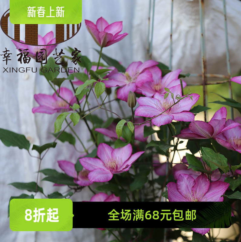 幸福园艺家自由解放铁线莲p9苗早花大花丰花阳台爬藤满4颗包邮