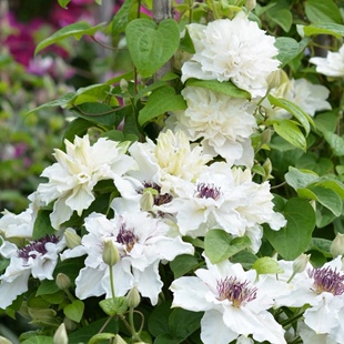 幸福园艺第一缕曙光二类早花大花P9铁线莲小苗新枝瓣老枝重瓣