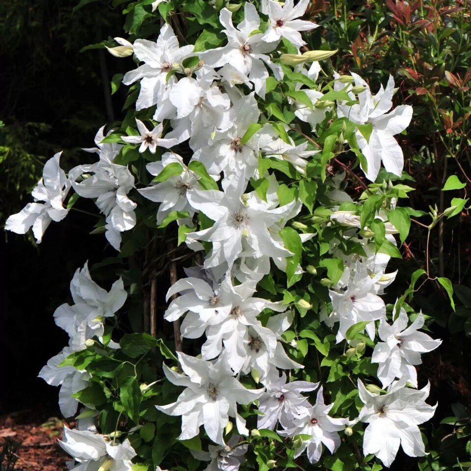 幸福园艺家美丽新娘早花大花藤本皇后铁线莲1.5加中苗包对版
