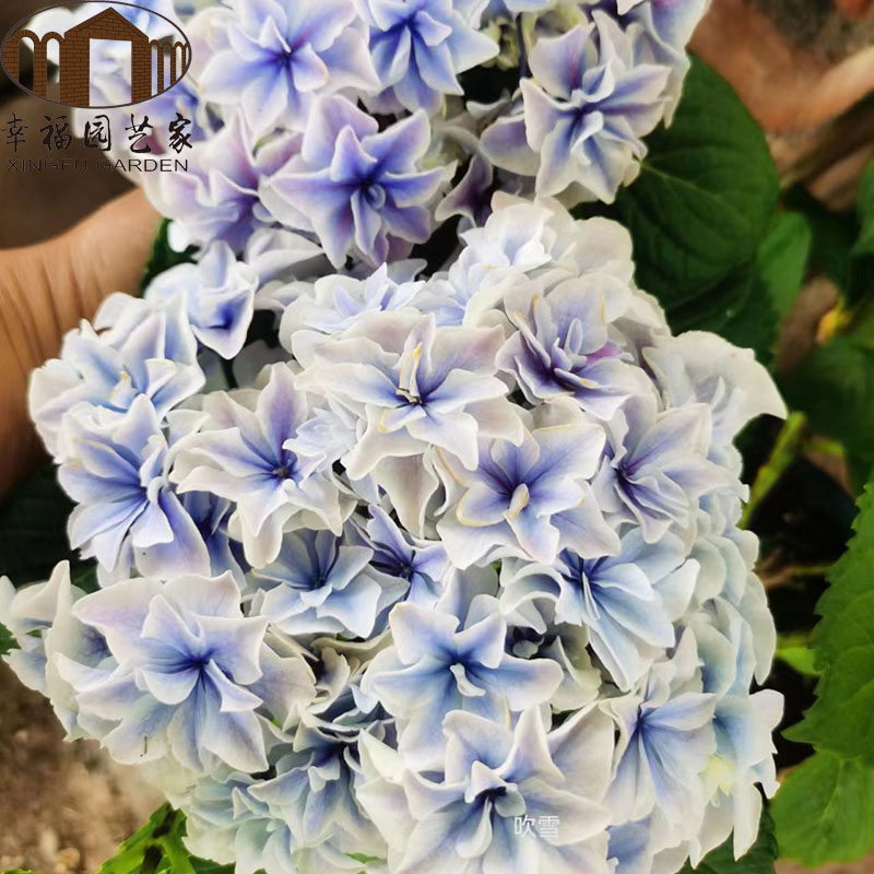幸福园艺家吹雪2021年新品大花重瓣绣球小苗庭院单棵包邮