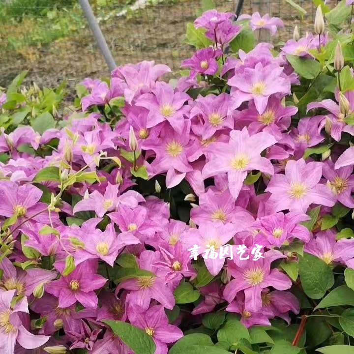 处理三加仑铁线莲母本大苗戴纽特瑞贝卡里昂水晶喷泉大河